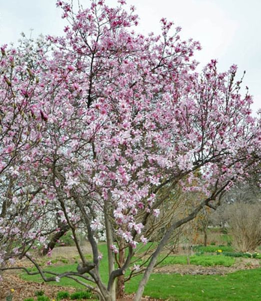 Magnolia stellata 'Rosea'